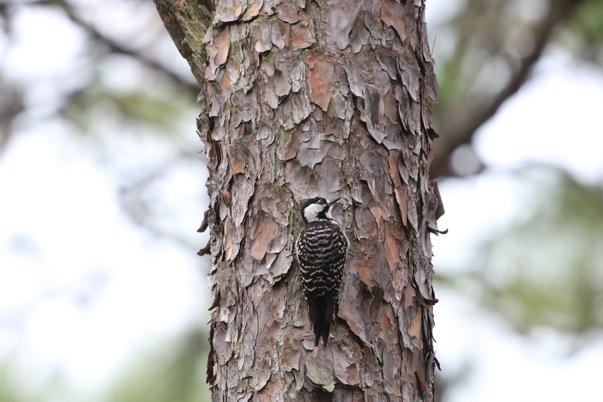 Red-cockaded Woodpecker - ML636567831