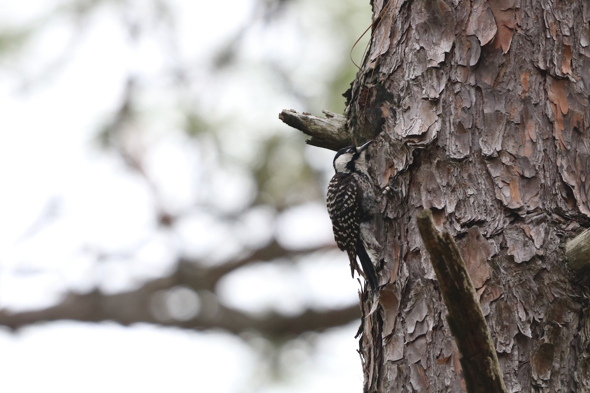 Red-cockaded Woodpecker - ML636567832