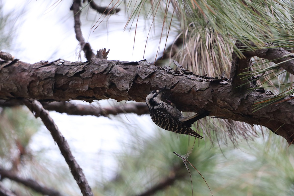Red-cockaded Woodpecker - ML636567833