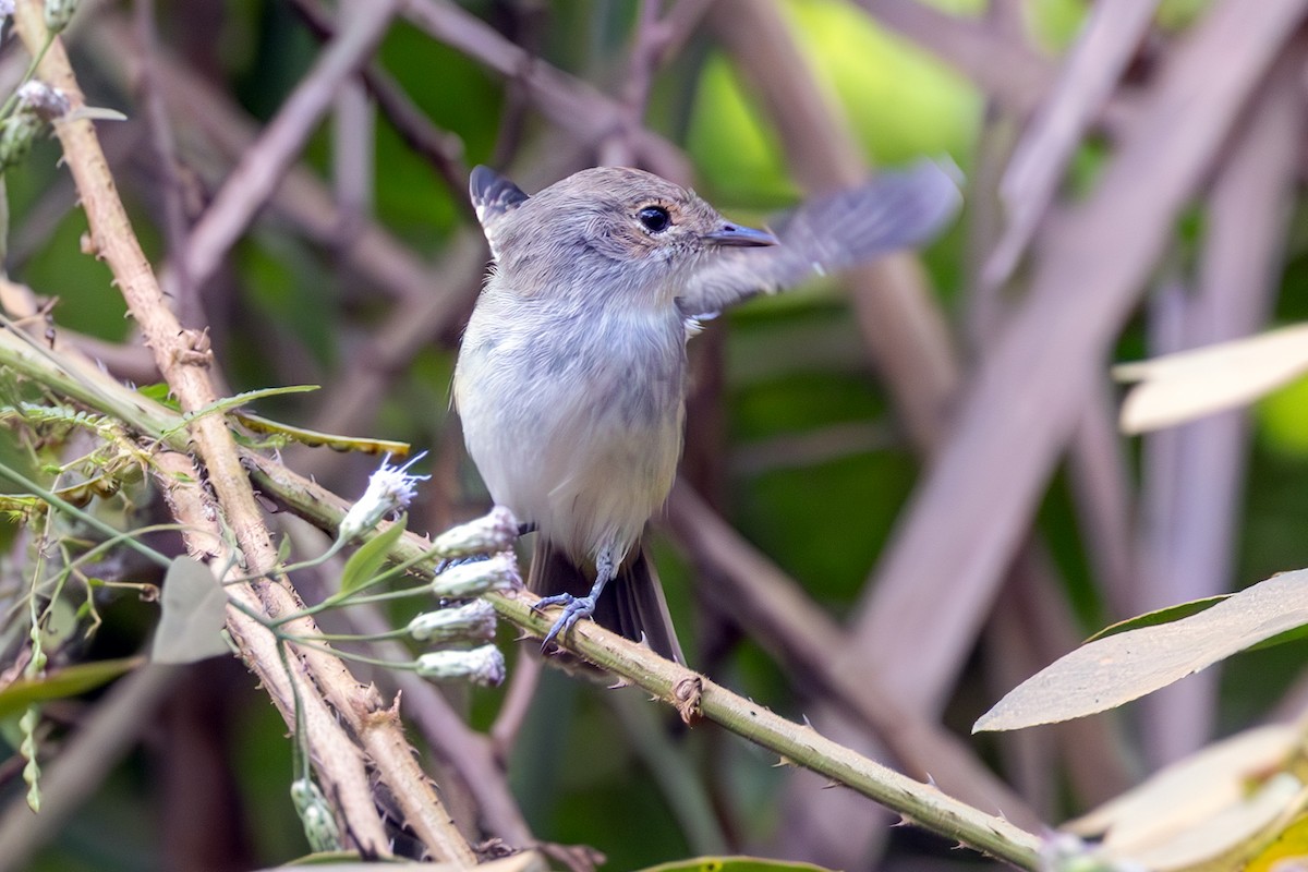 Fulvous-crowned Scrub-Tyrant - ML636567835