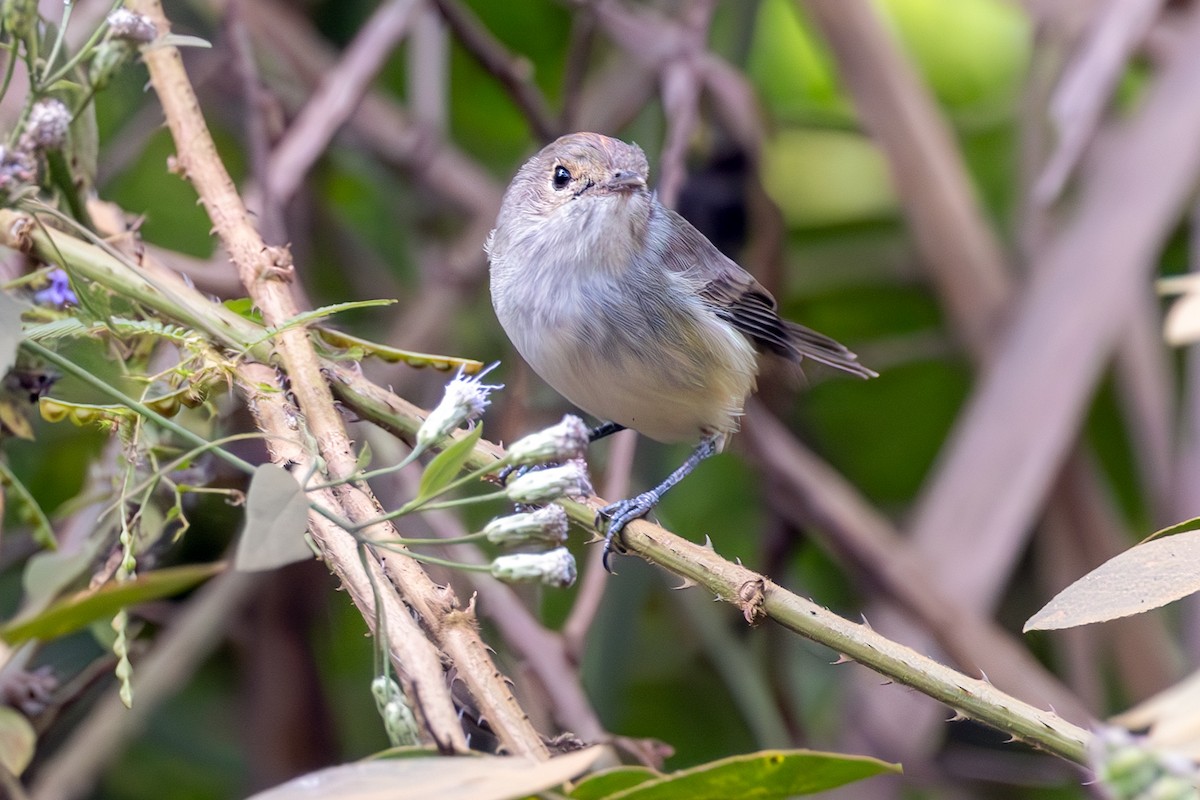 Fulvous-crowned Scrub-Tyrant - ML636567836