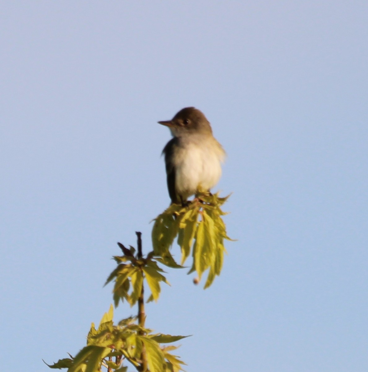 Willow Flycatcher - ML636567844