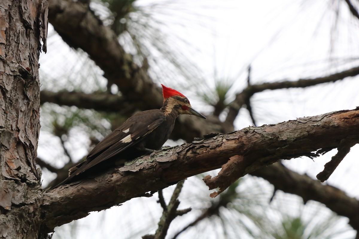 Pileated Woodpecker - ML636567845