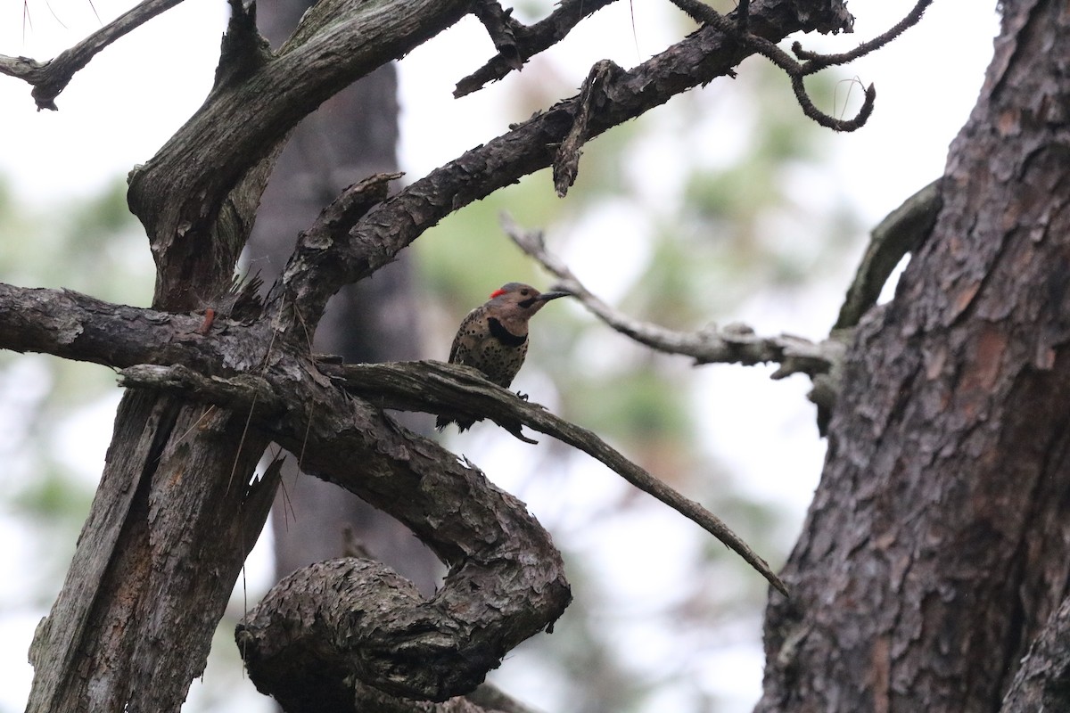 Northern Flicker - ML636567848