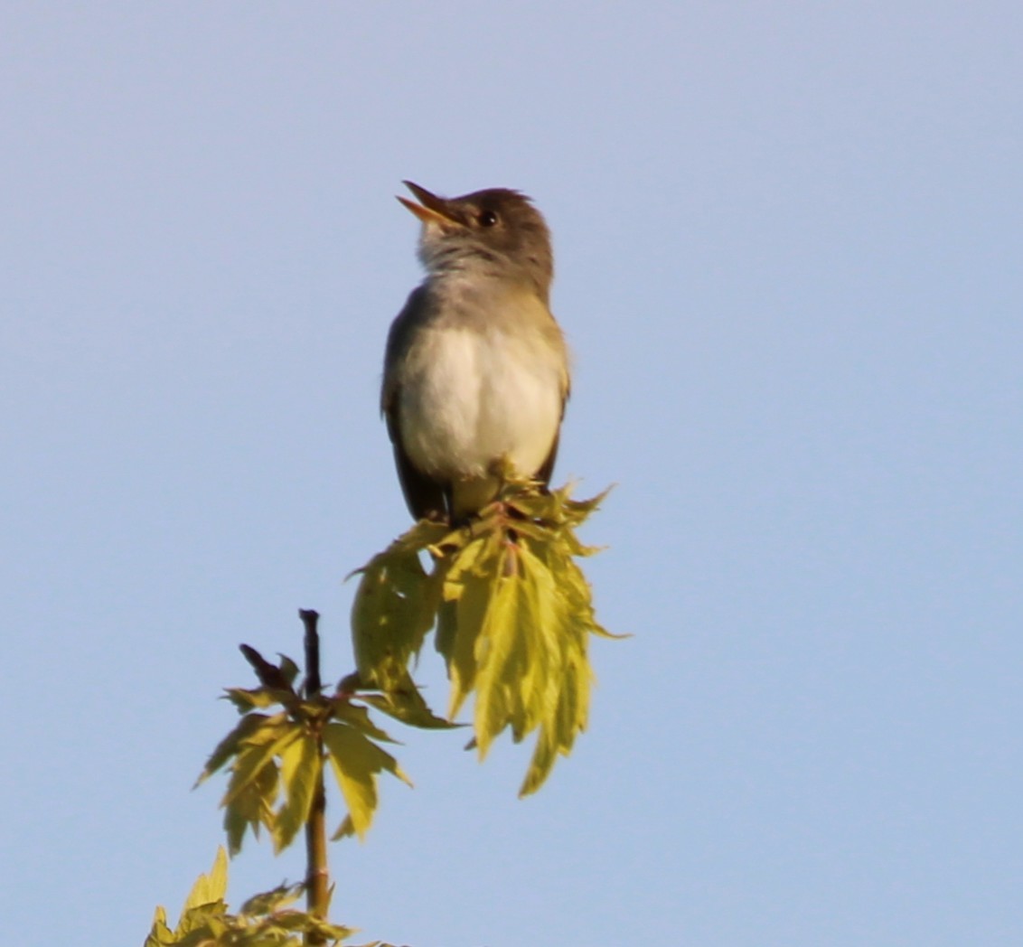 Willow Flycatcher - ML636567853