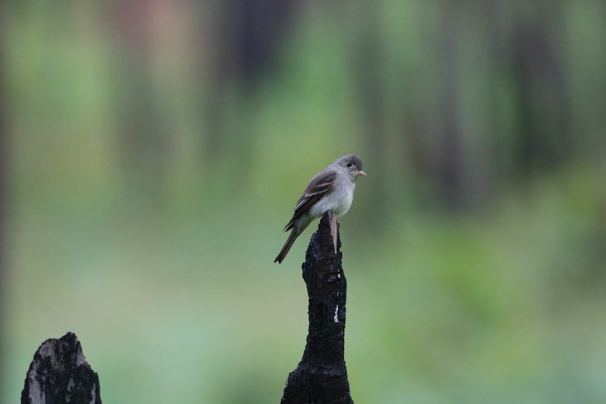 Eastern Wood-Pewee - ML636567862