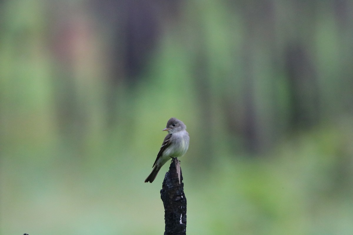 Eastern Wood-Pewee - ML636567863