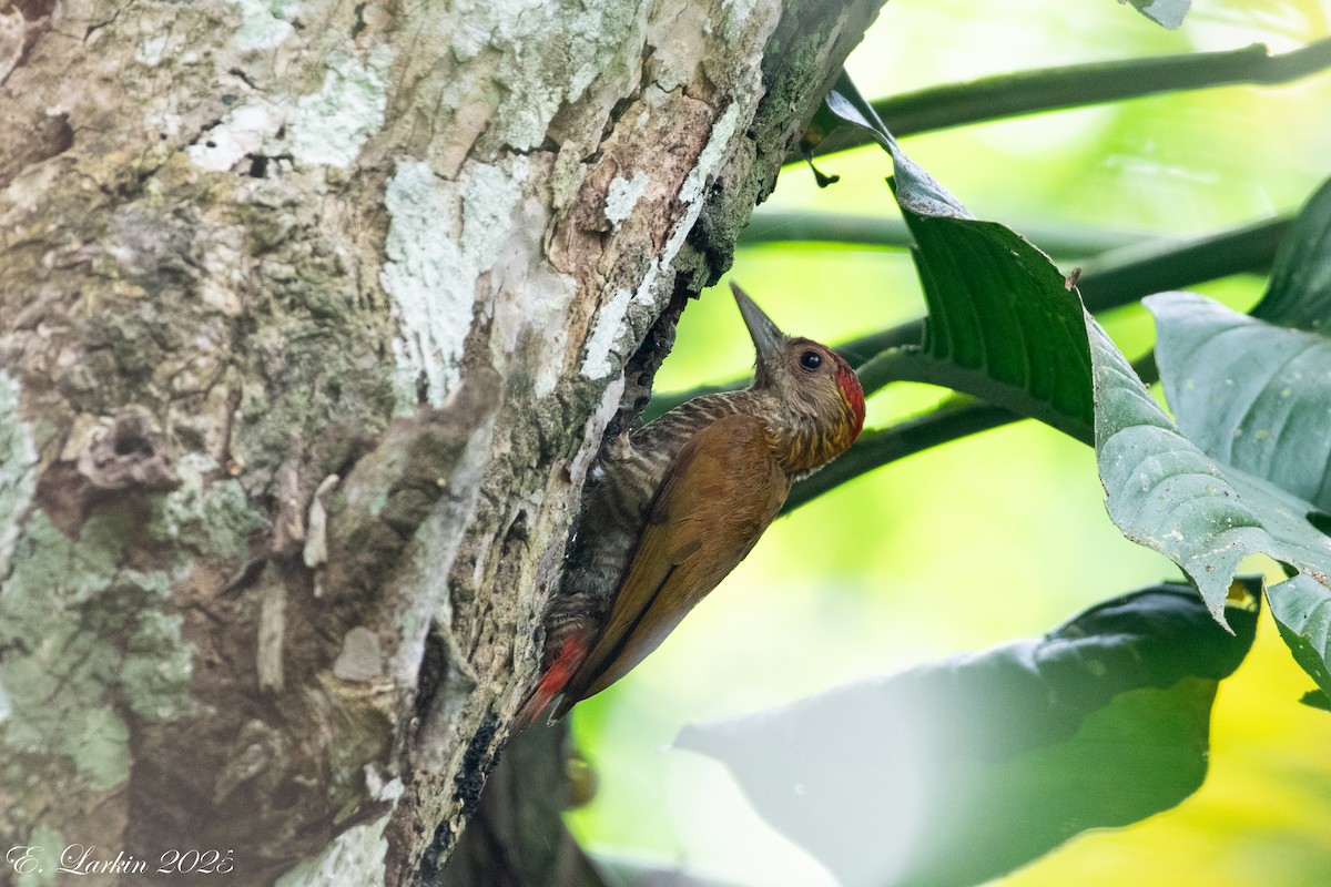 Red-rumped Woodpecker - ML636567864