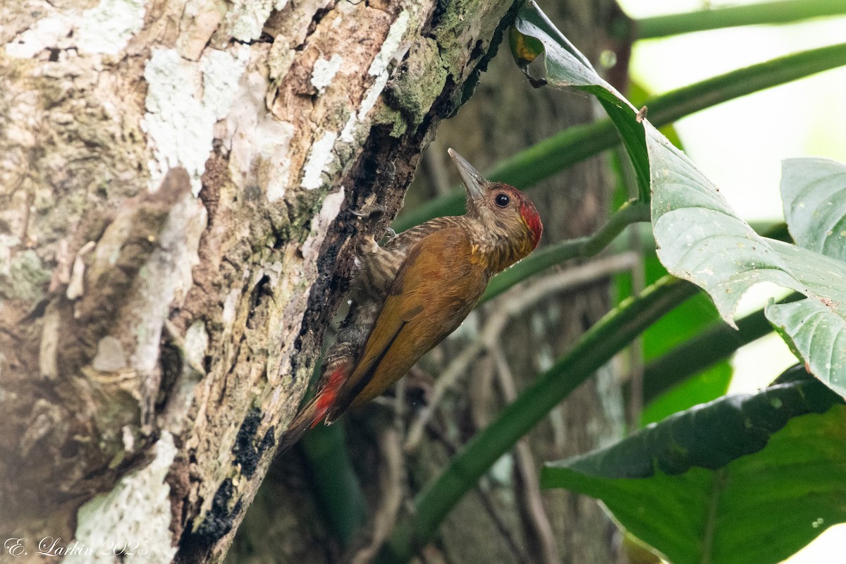 Red-rumped Woodpecker - ML636567866