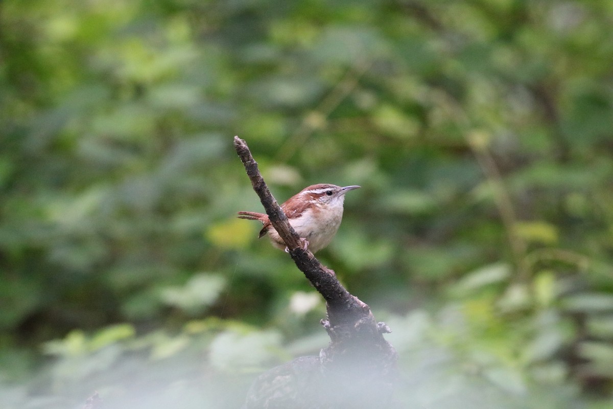 Carolina Wren - ML636567885