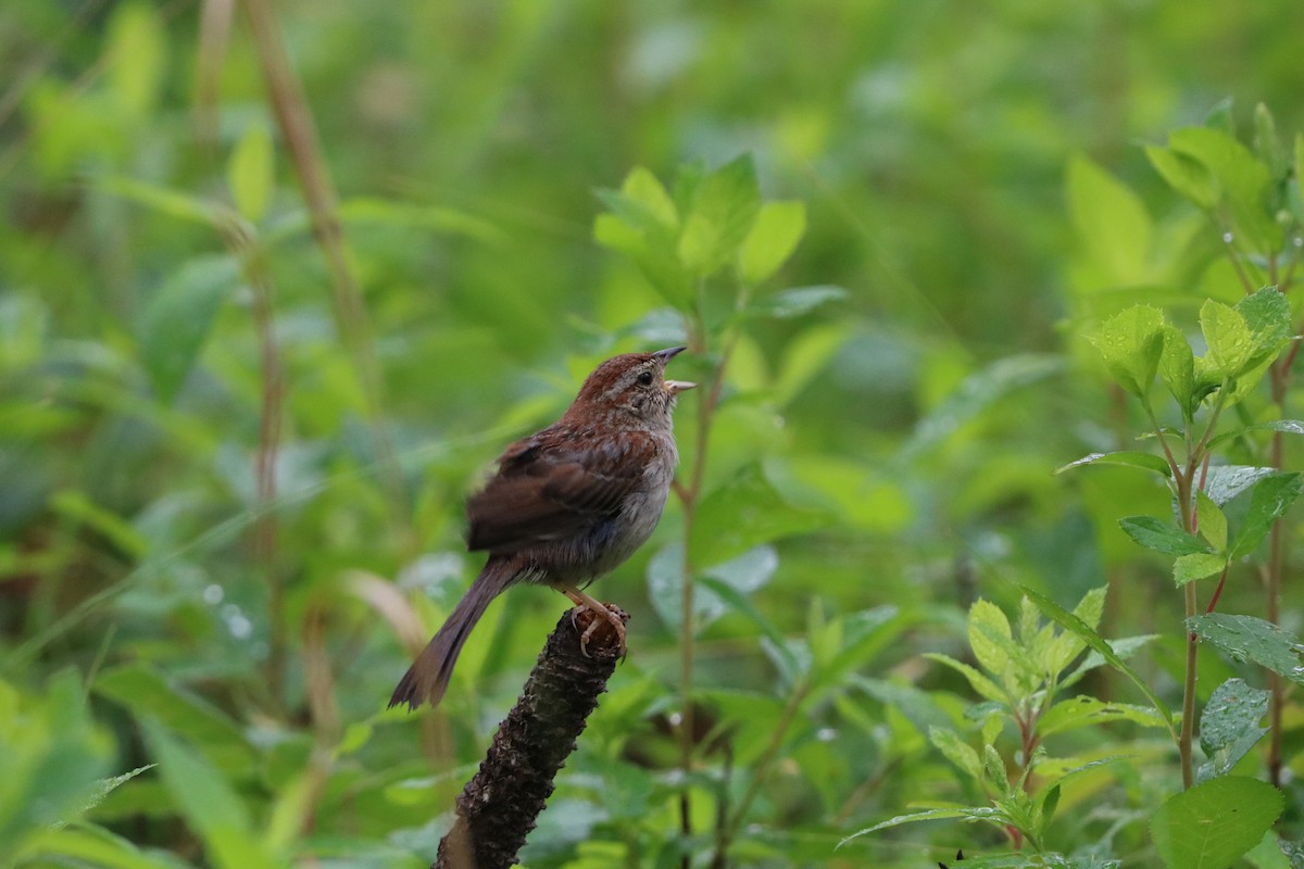 Bachman's Sparrow - ML636567895