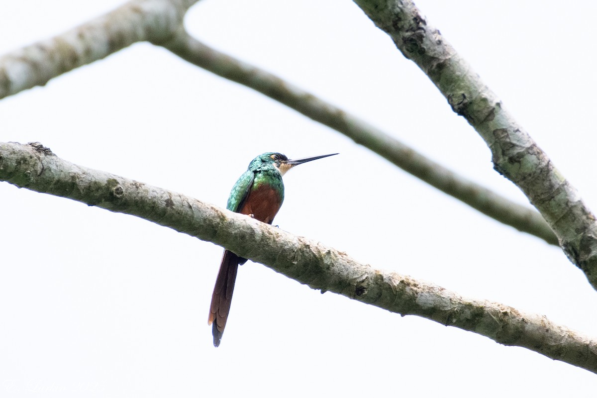 Rufous-tailed Jacamar - ML636567897