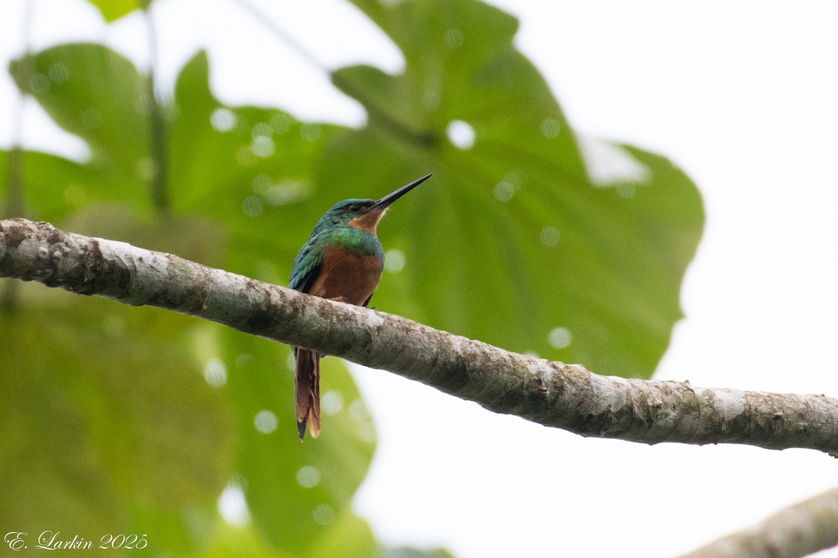 Rufous-tailed Jacamar - ML636567898