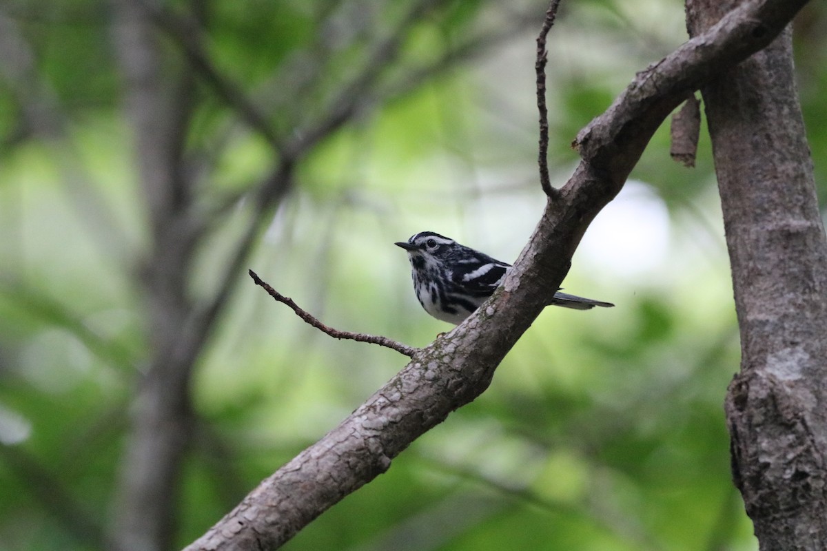 Black-and-white Warbler - ML636567905