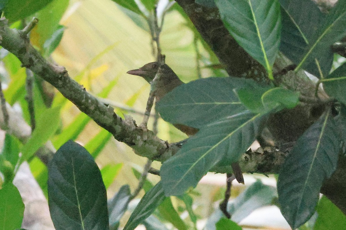 Waigeo Shrikethrush - ML636567914