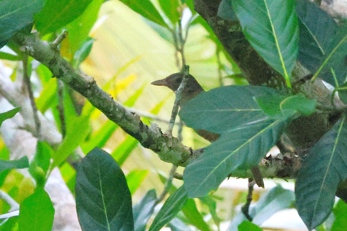 Waigeo Shrikethrush - ML636567915