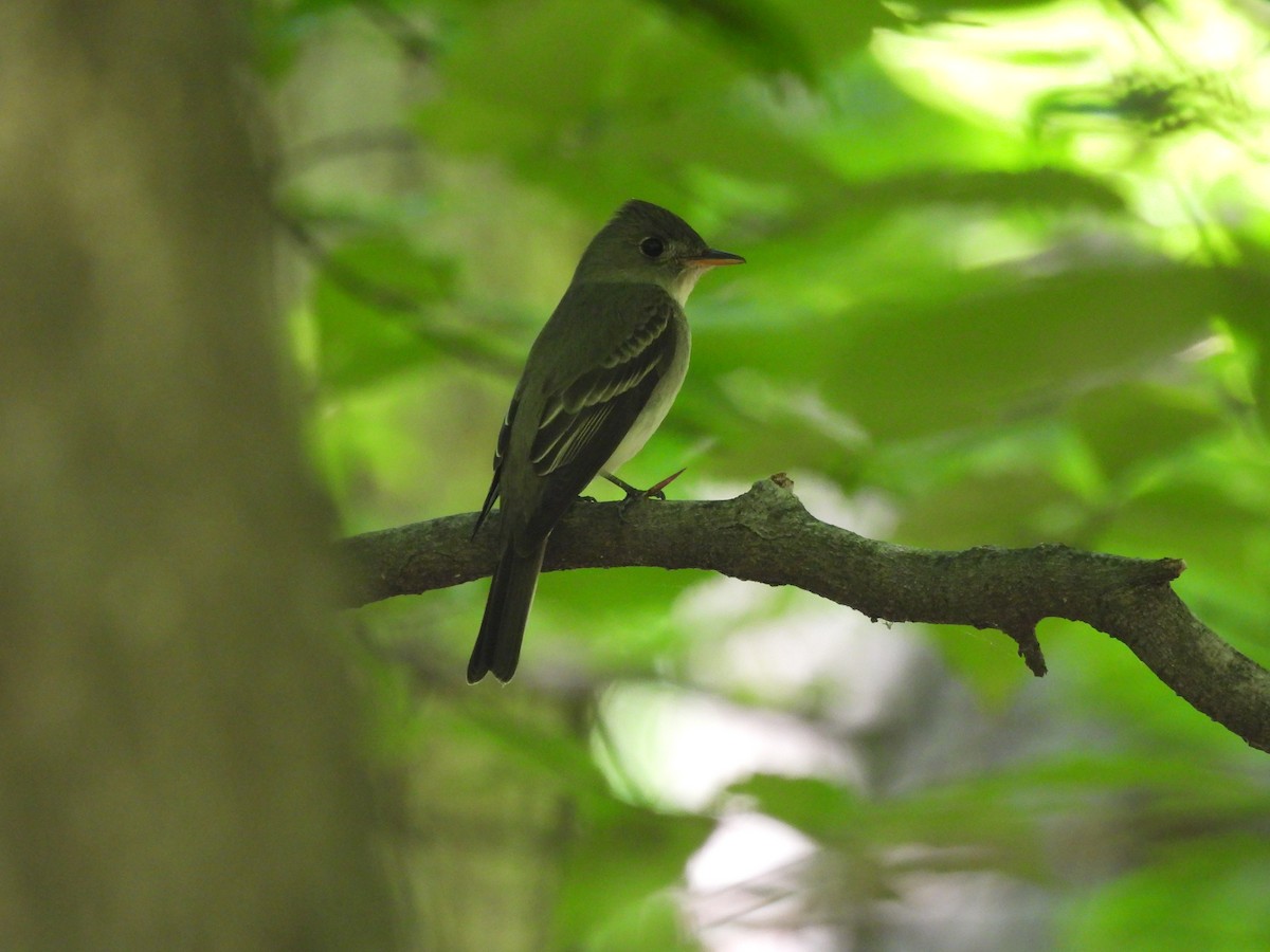 tyranovec východní - ML636567917