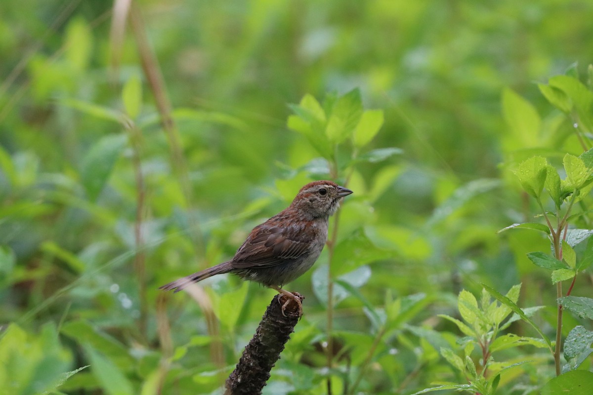 Bachman's Sparrow - ML636567922