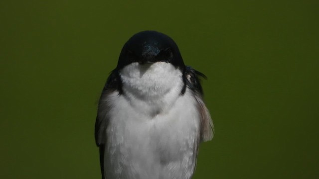 Tree Swallow - ML636567932