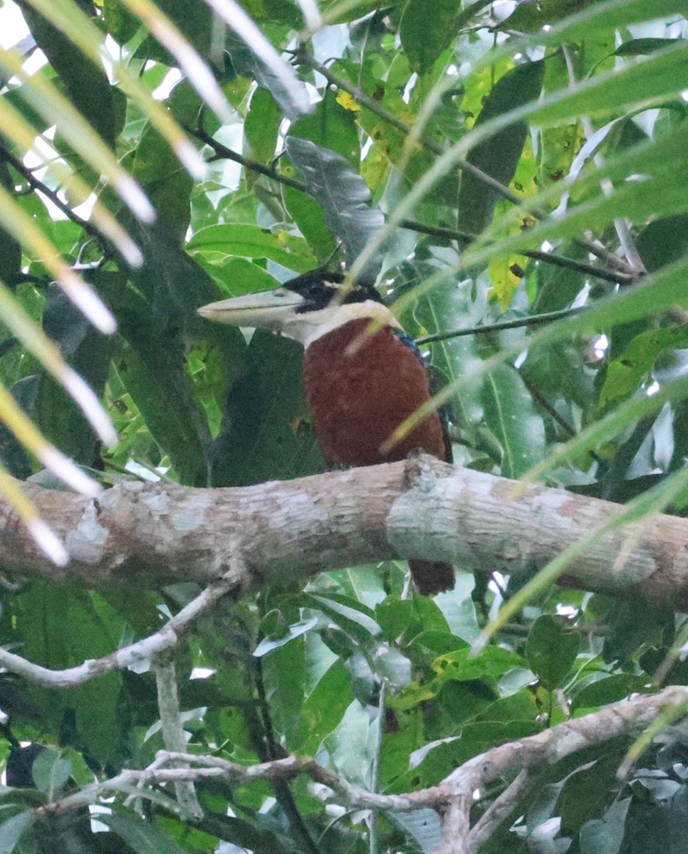 Rufous-bellied Kookaburra - ML636567953