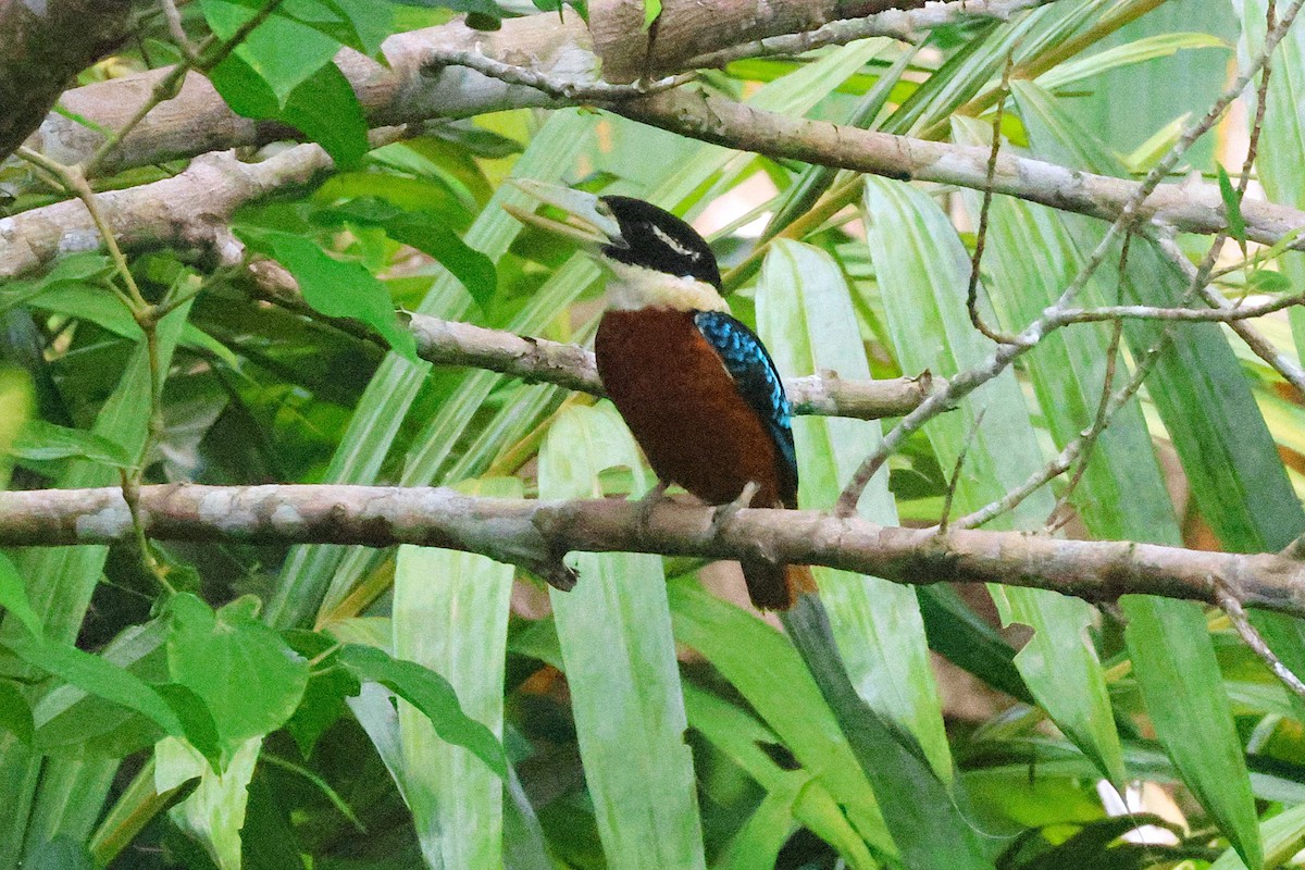Rufous-bellied Kookaburra - ML636567954