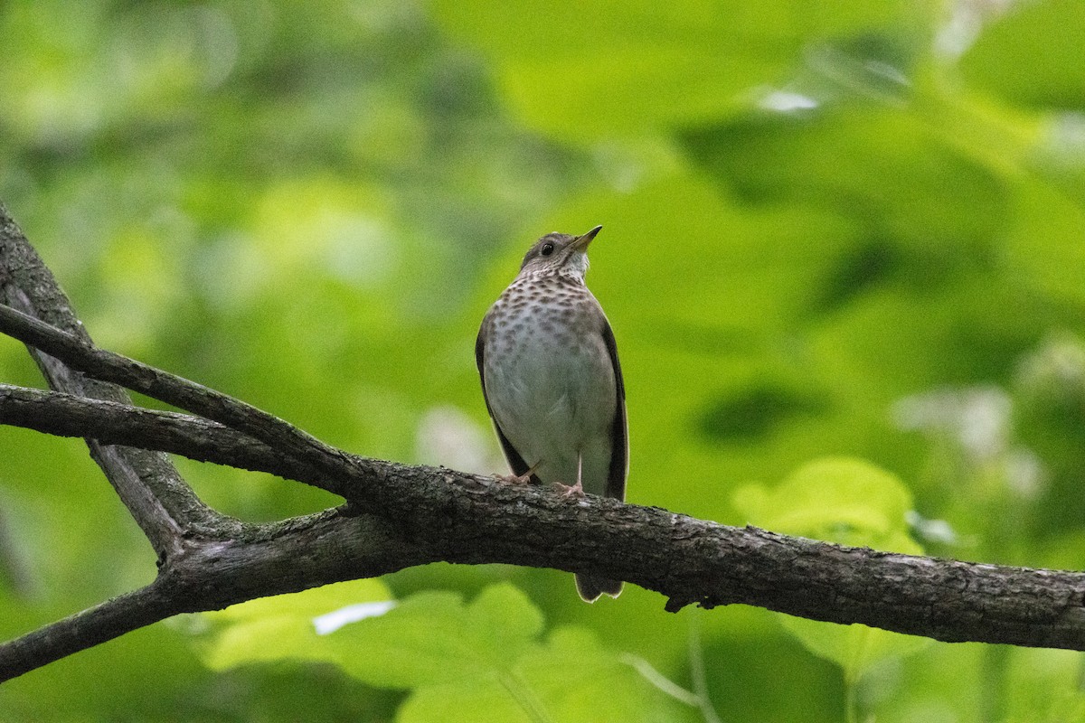 Gray-cheeked Thrush - ML636567955