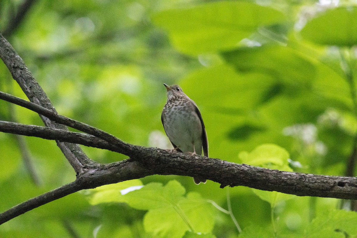 Gray-cheeked Thrush - ML636567956