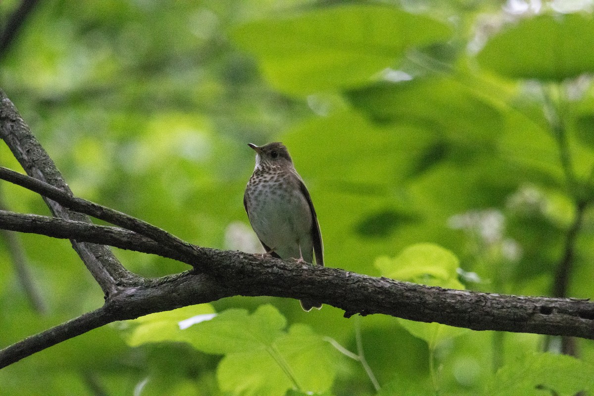 Gray-cheeked Thrush - ML636567957