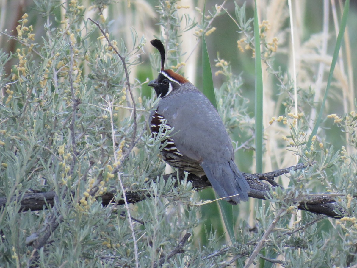 Gambel's Quail - ML636567971