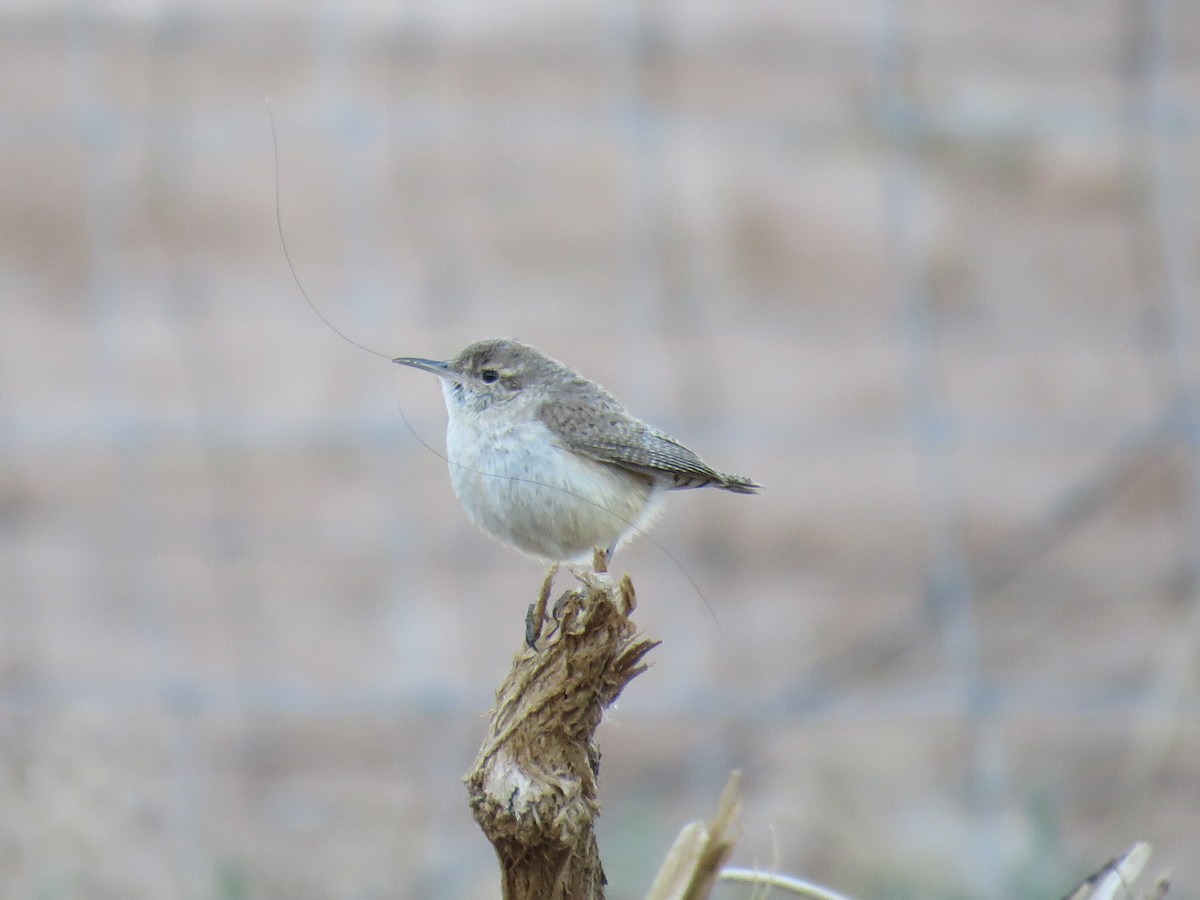 Rock Wren - ML636567985