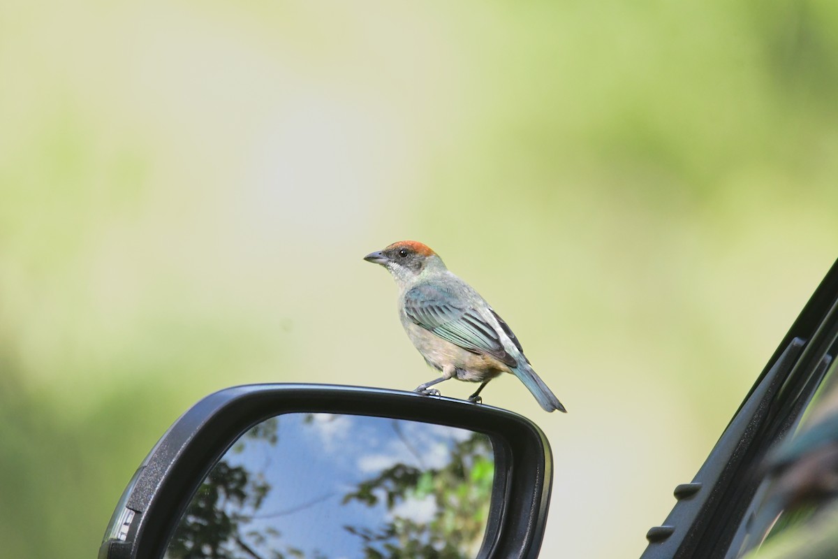 Lesser Antillean Tanager - ML636568045