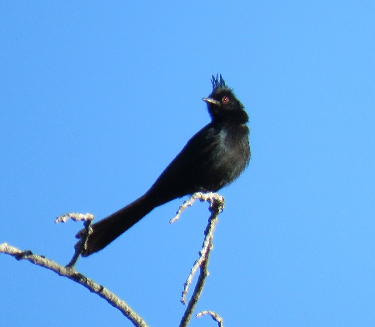 Phainopepla - ML636568065