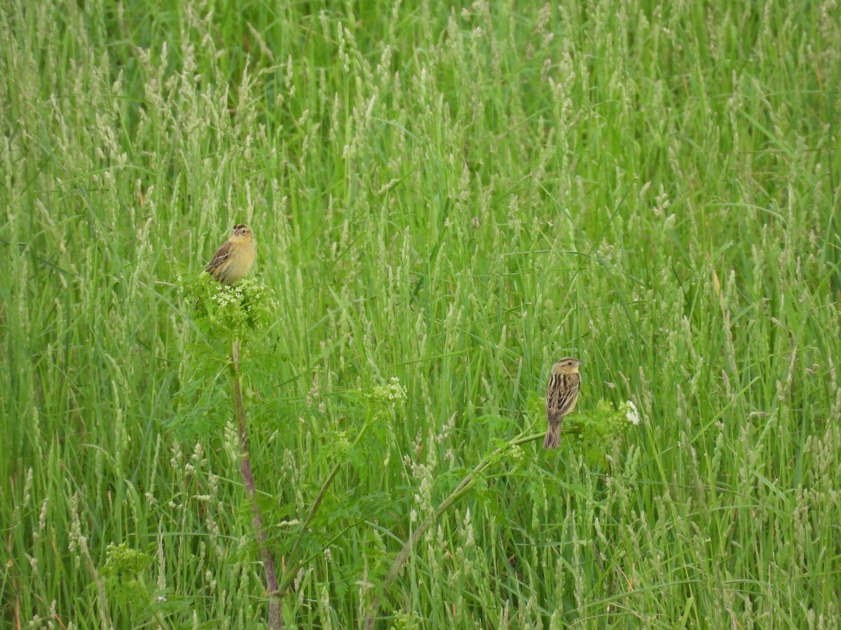 Bobolink - ML636568116