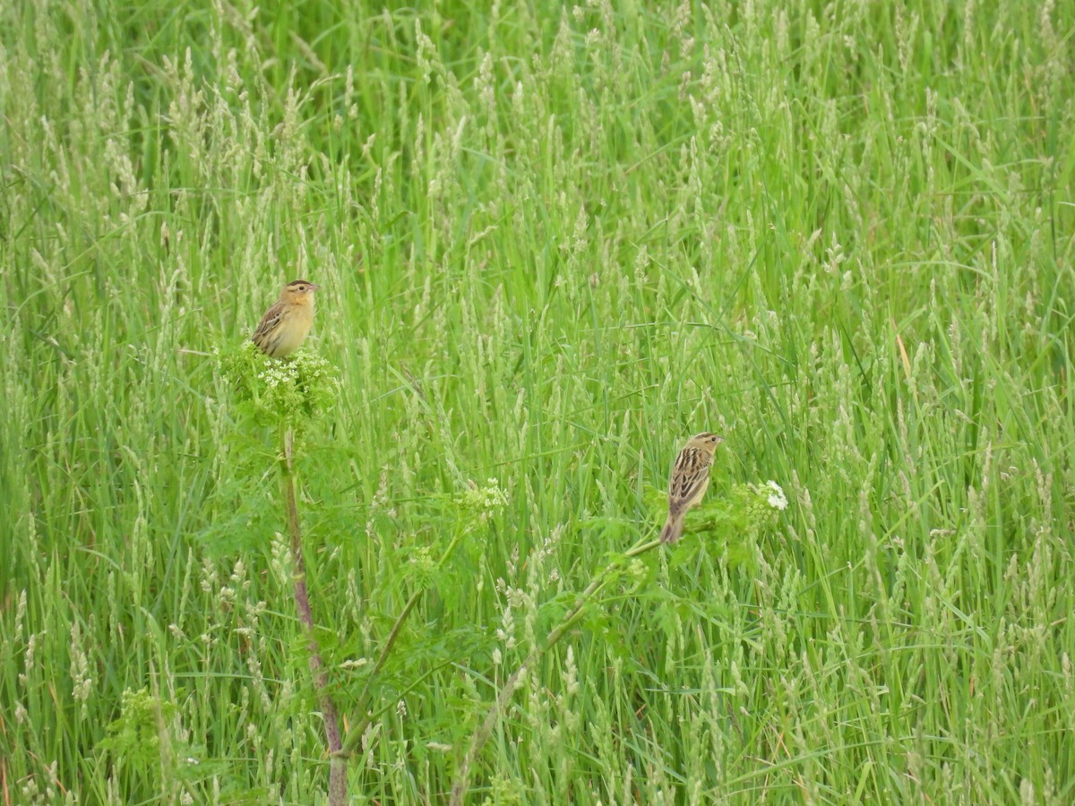 Bobolink - ML636568117