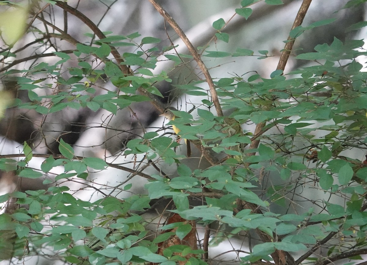 Mourning Warbler - ML636568137