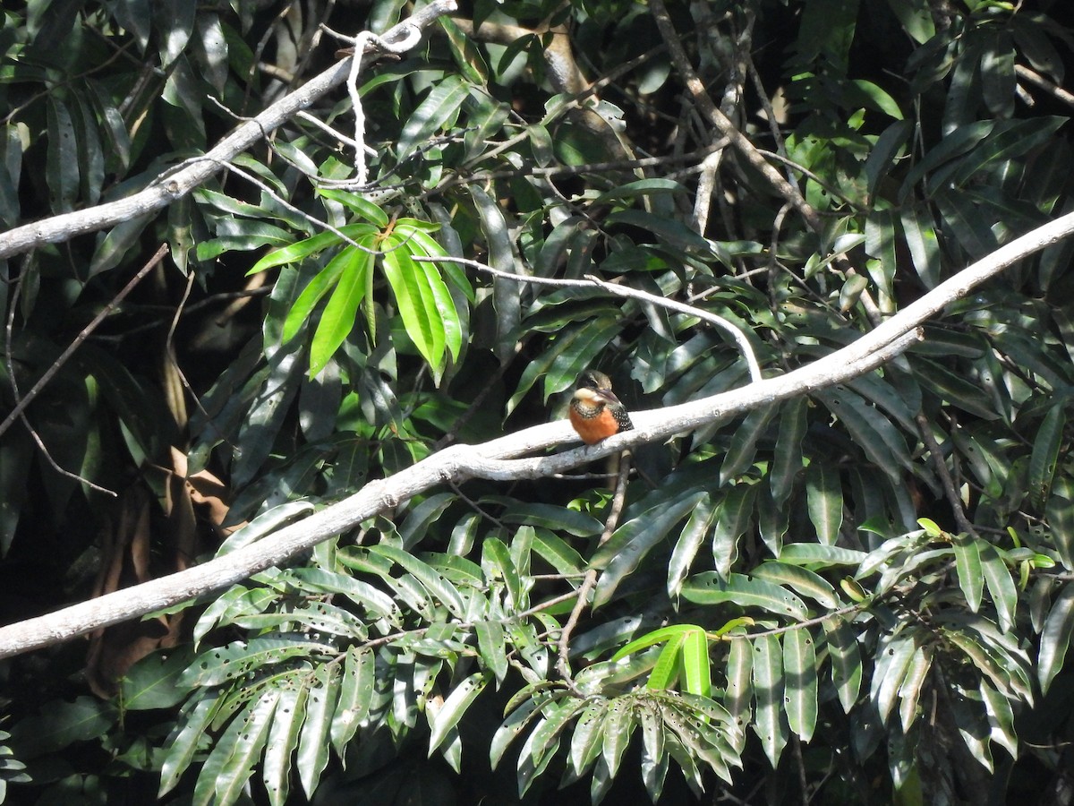 Green-and-rufous Kingfisher - ML636568184