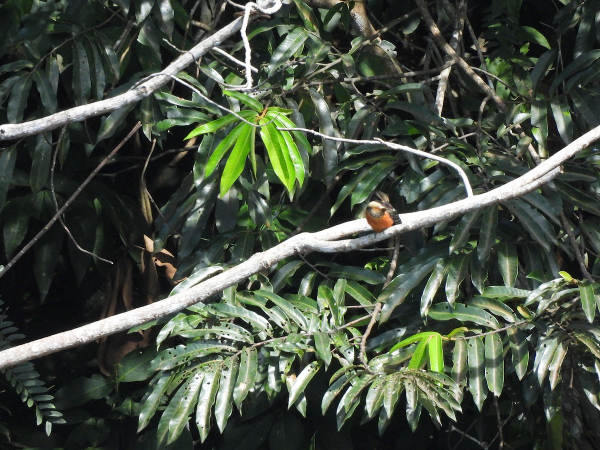 Green-and-rufous Kingfisher - ML636568185