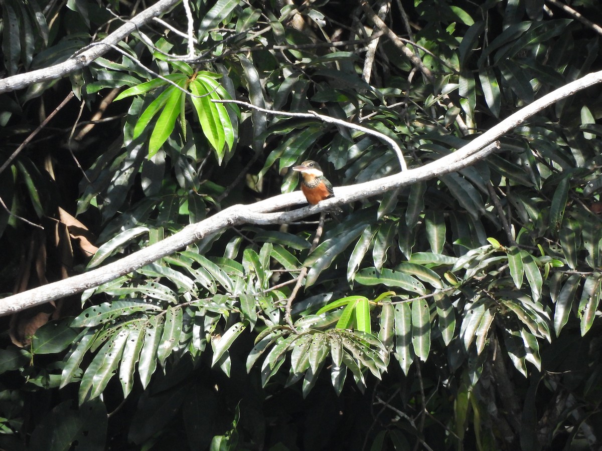 Green-and-rufous Kingfisher - ML636568186