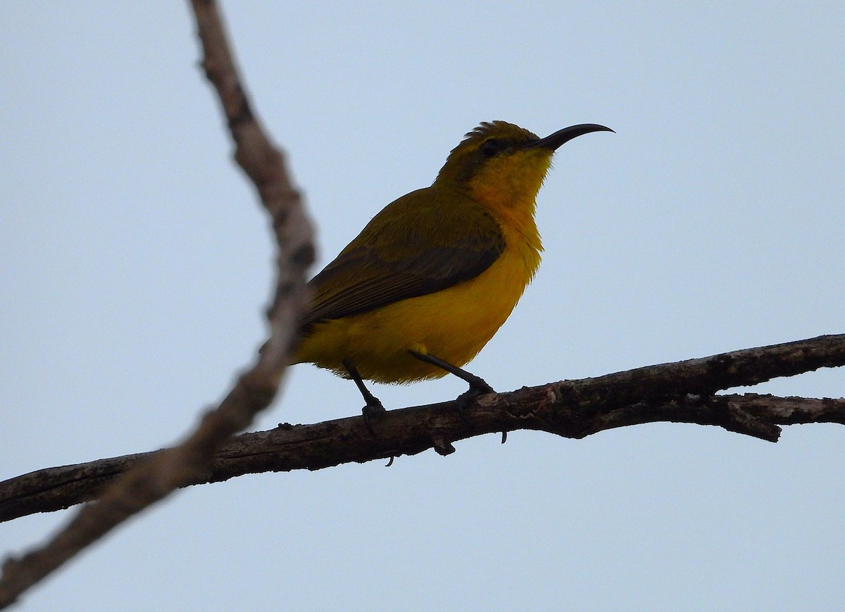 Sahul Sunbird - ML636568191