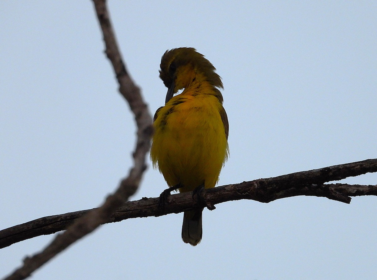 Sahul Sunbird - ML636568198