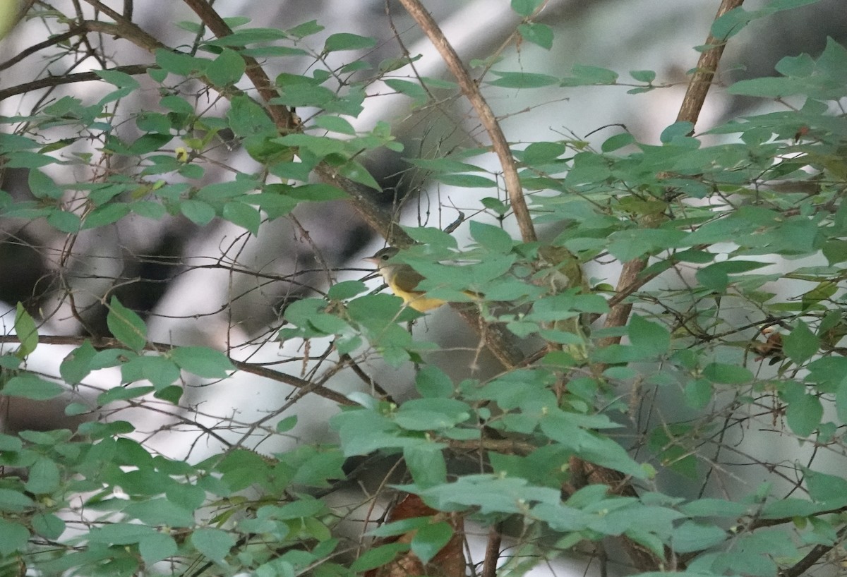 Mourning Warbler - ML636568206