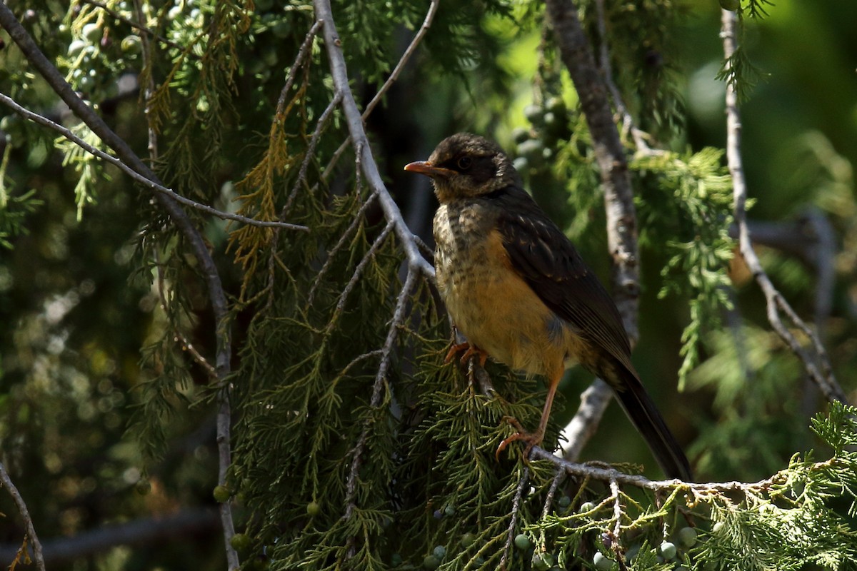 Abyssinian Thrush - ML636568224