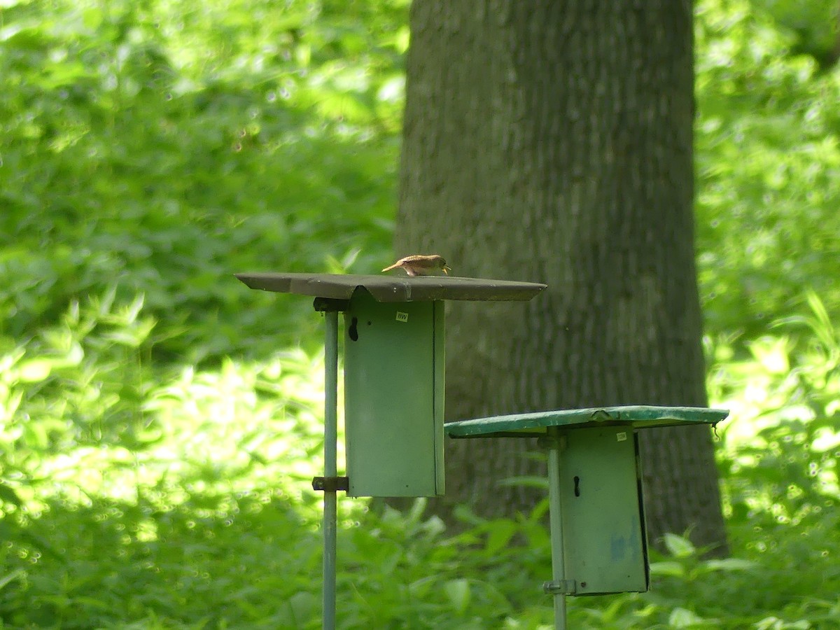 Northern House Wren - ML636568226