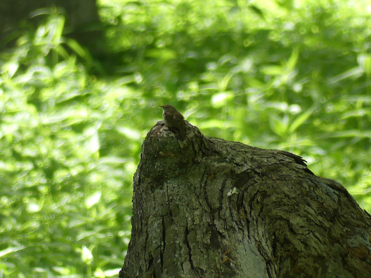 Northern House Wren - ML636568227