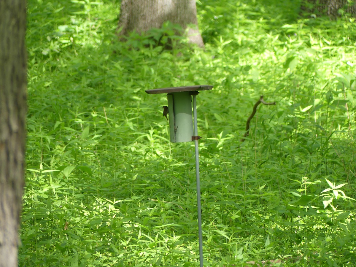 Northern House Wren - ML636568229