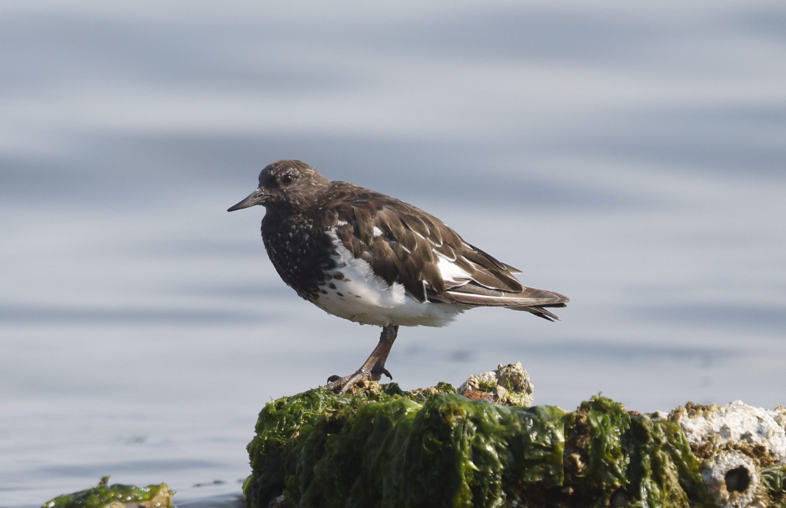 Black Turnstone - ML636568230
