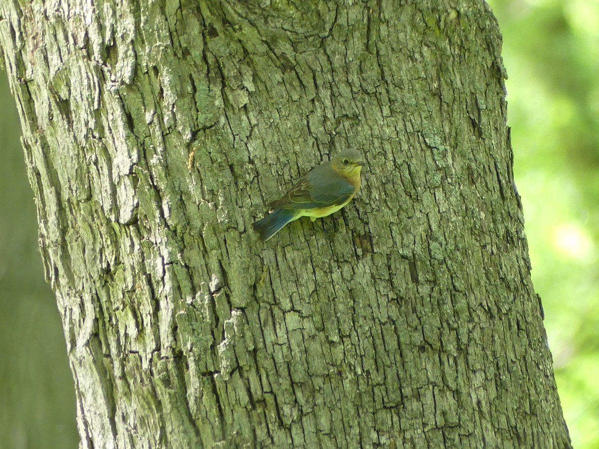 Eastern Bluebird - ML636568240