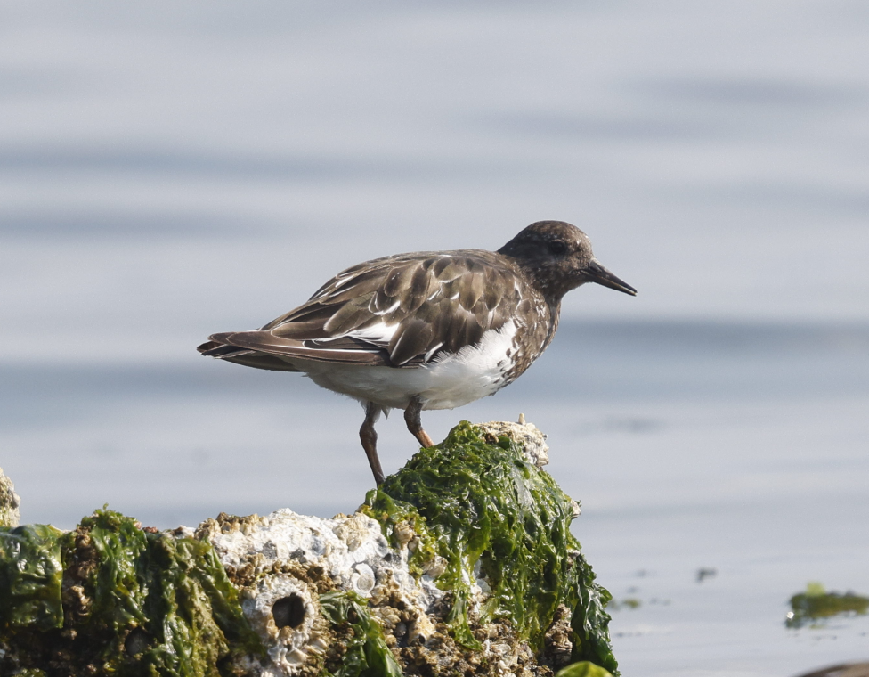 Black Turnstone - ML636568243