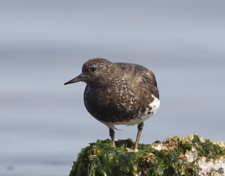 Black Turnstone - ML636568248