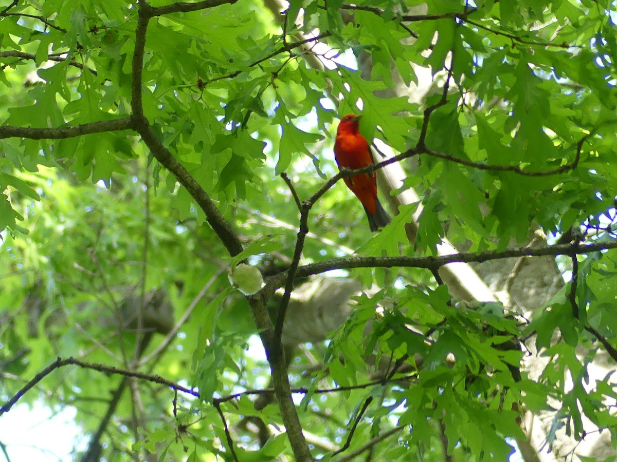 Scarlet Tanager - ML636568255